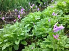 Primula austrofrigida