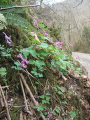 Corydalis caucasica