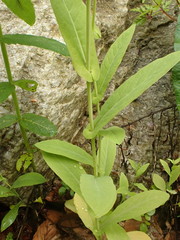 Peltaria alliacea