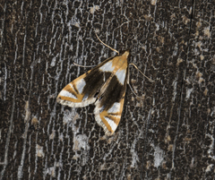 Argyractoides albibasalis