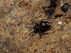 Steatoda ancorata