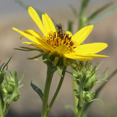 Helianthus californicus