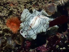 Eurylepta californica