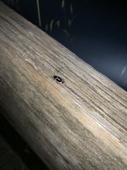 Phyllodromica marginata