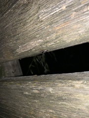 Phyllodromica marginata