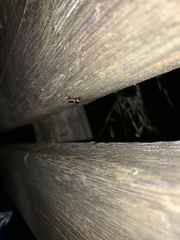 Phyllodromica marginata