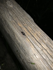 Phyllodromica marginata