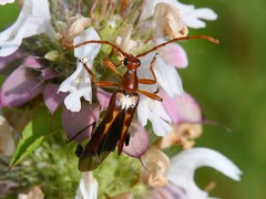 Strangalia virilis