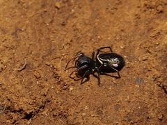 Atomosphyrus tristiculus