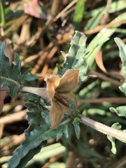 Oenothera tetraptera