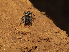 Atomosphyrus tristiculus