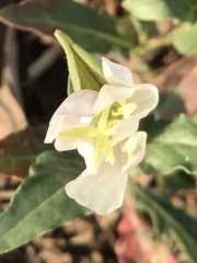 Oenothera tetraptera