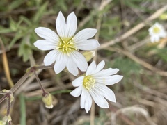 Cerastium strictum