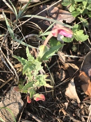 Oenothera tetraptera