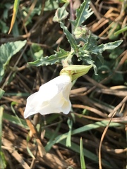 Oenothera tetraptera