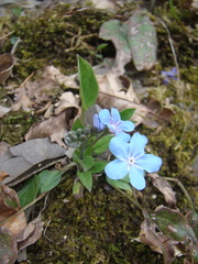 Omphalodes