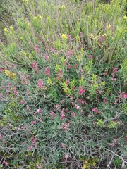 Indigofera sp-aff-platypoda