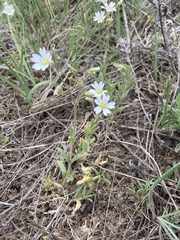 Cerastium strictum