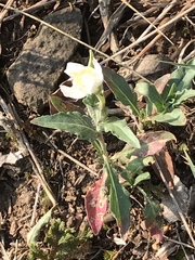 Oenothera tetraptera