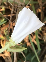 Oenothera tetraptera