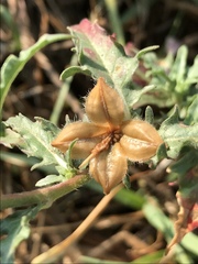 Oenothera tetraptera