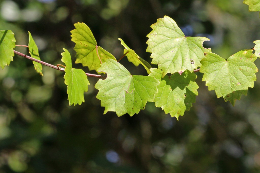 Vitis rotundifolia