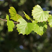 Muscadine - Photo (c) Mary Keim, some rights reserved (CC BY-NC-SA)