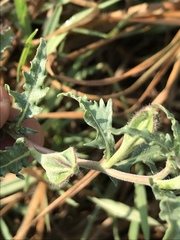 Oenothera tetraptera