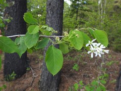 Amelanchier interior