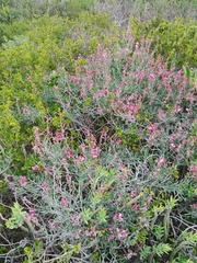 Indigofera sp-aff-platypoda