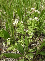 Comandra umbellata umbellata