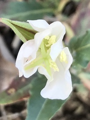 Oenothera tetraptera