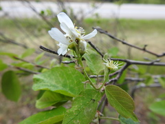 Amelanchier interior