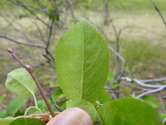 Amelanchier interior
