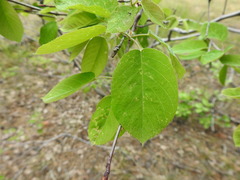Amelanchier interior