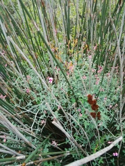 Indigofera sp-aff-platypoda