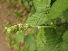 Rubus camptostachys