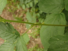 Rubus camptostachys