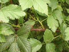Rubus camptostachys