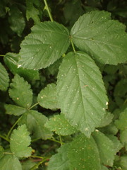Rubus camptostachys