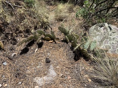 Opuntia dulcis