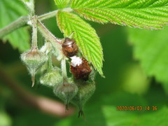 Cosmopepla intergressa