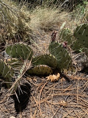 Opuntia dulcis