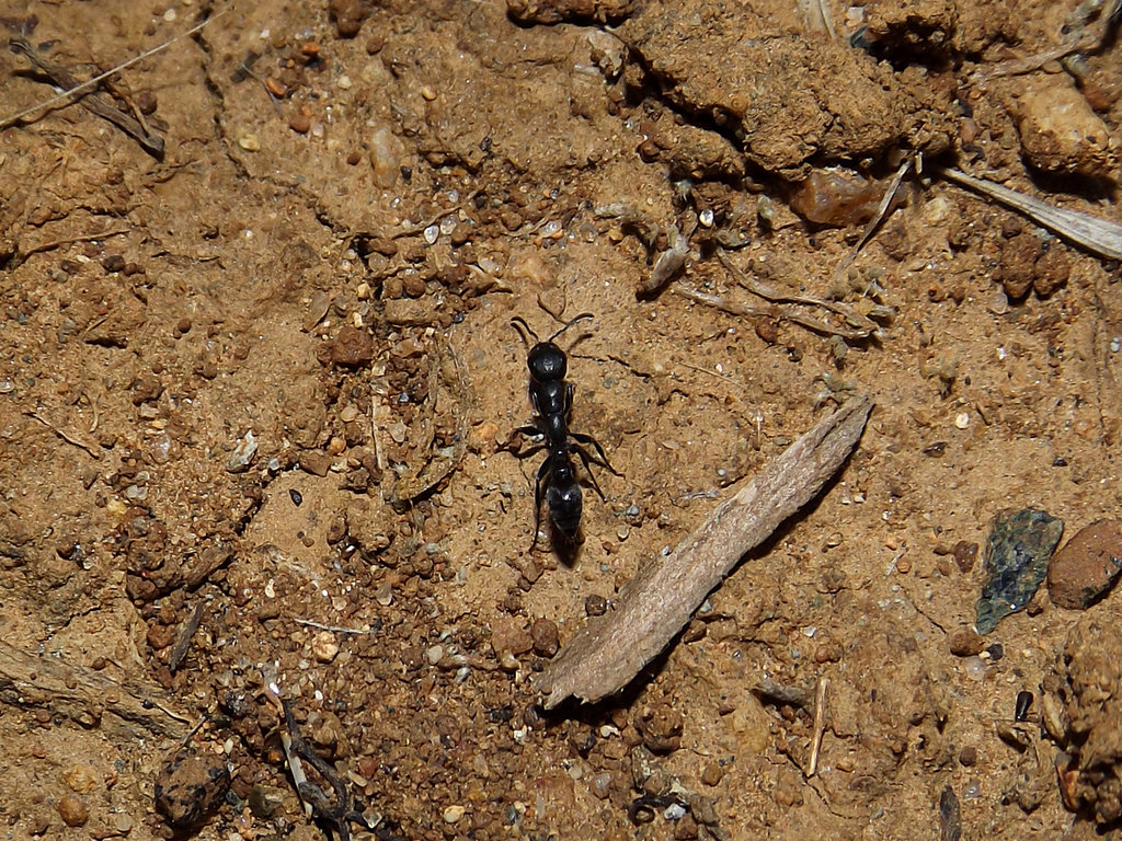 Pseudomyrmex lynceus