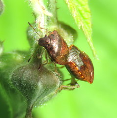 Cosmopepla intergressa