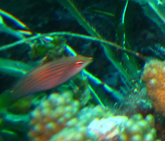 Pseudocheilinus hexataenia