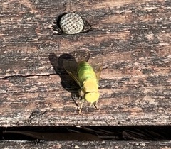 Chlorotabanus crepuscularis