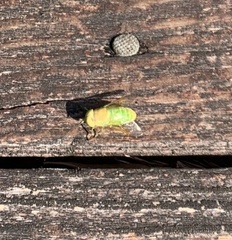 Chlorotabanus crepuscularis