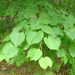 Basswood - Photo (c) MassWildlife, some rights reserved (CC BY-NC), uploaded by MassWildlife