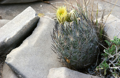 Echinomastus mariposensis